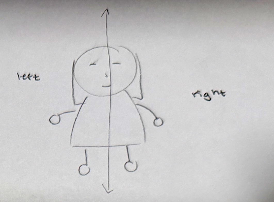 <ol start="38"><li><p>Sagittal section</p></li></ol><p></p>