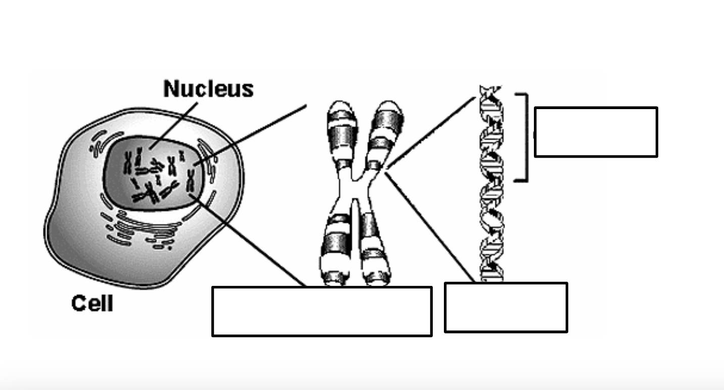 <p>Label this diagram using the terms: <span style="font-family: Arial, sans-serif">Gene, DNA, Nucleus, and Chromosome.&nbsp;</span></p>