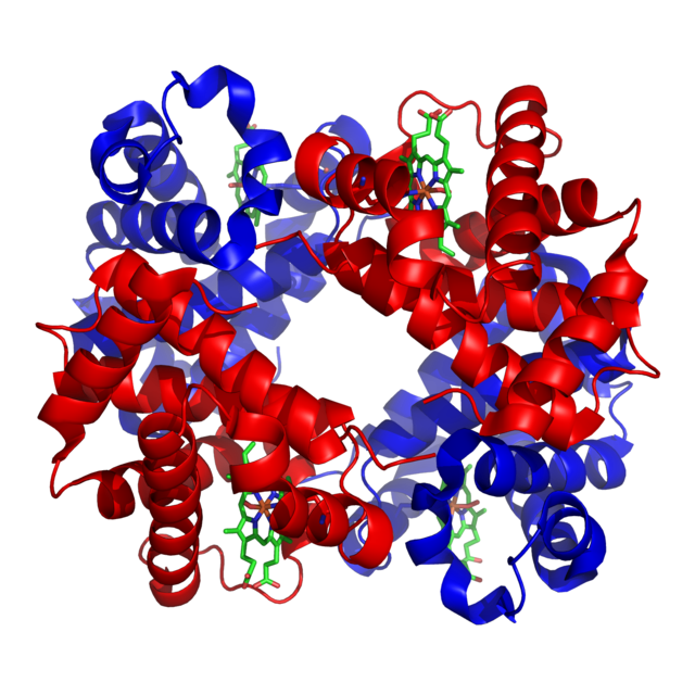 <p><span><strong><mark>a type of protein characterized by their spherical or globe-like shape</mark></strong>. They are typically soluble in water and play crucial roles in various biological processes.&nbsp;</span></p><p><span>-</span>require <strong>hydrophobic interactions</strong> for their structure.</p>