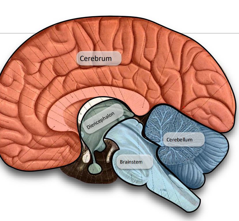 <ul><li><p>Cerebrum (largest)</p></li><li><p>Diencephalon</p></li><li><p>Cerebellum</p></li><li><p>Brain Stem</p></li></ul><p></p>