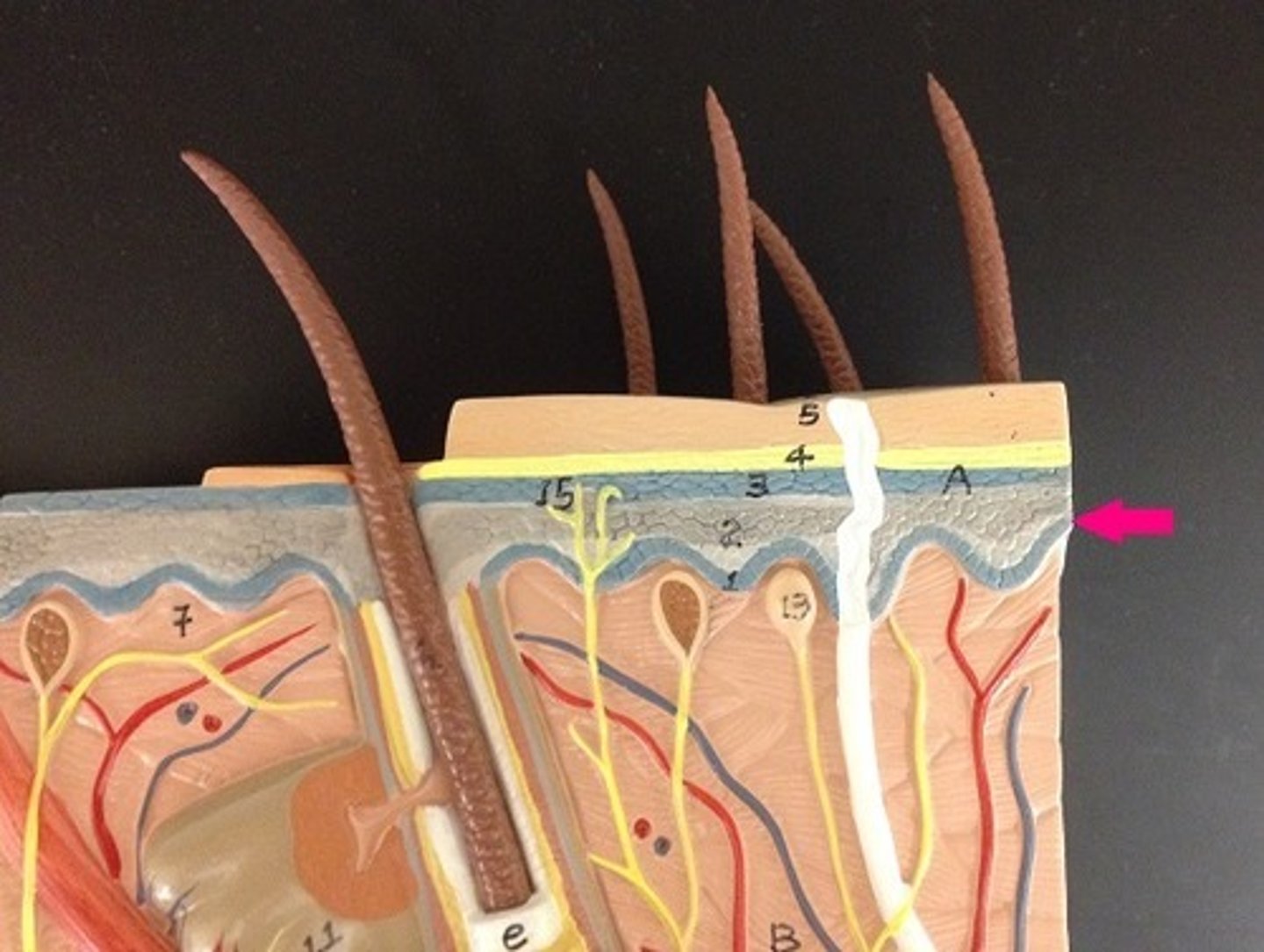 <p>innermost layer located close to the dermis and and nourished by the dermal blood vessels. Therefore, this layer of cells actively grows and divides</p>