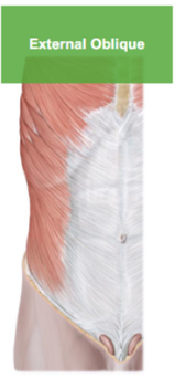 <p>Describe the External Oblique </p>