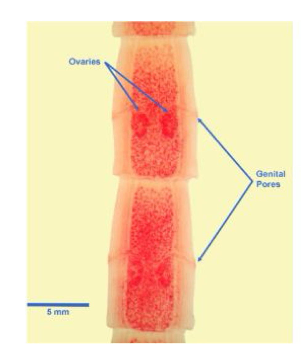 <p>Are delicate, elongate, and have two genital pores, one on each side of the proglottids. the presence of these bilateral genital pores is a diagostic feature of this worm. </p>