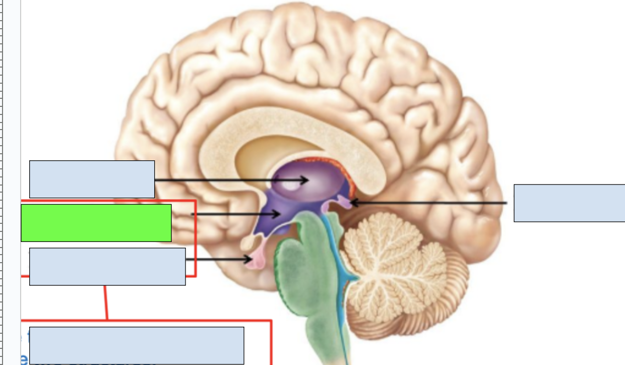 <p><span style="background-color: transparent;"><span>hormonal release, connection between nervous and endocrine systems; works with pituitary gland; apart of diencephalon and limbic system</span></span></p>