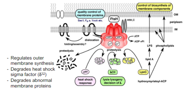 <ul><li><p><mark data-color="yellow">Regulates protein break down from environmental responses</mark></p></li><li><p>membrane anchored</p></li><li><p>Zn2+protease</p></li><li><p>AAA+domain for ATP binding and hydrolysis</p></li></ul>