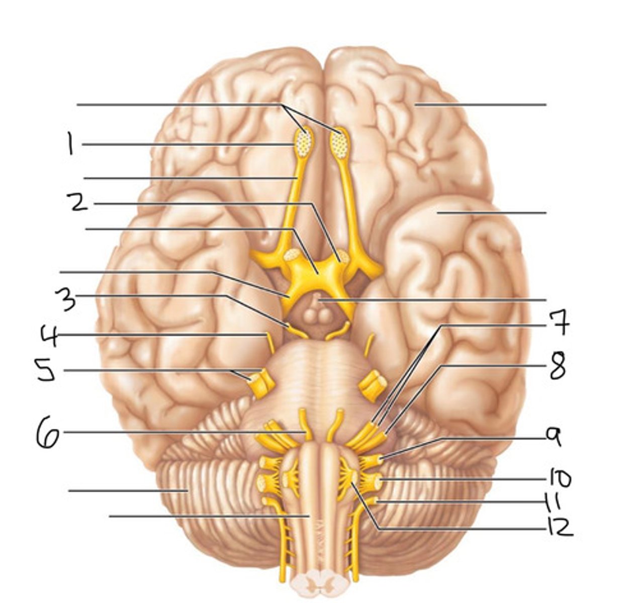 <p>Controls the movement of the lateral rectus muscle in the eye.</p>