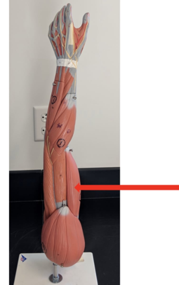 <p>what is this?</p>