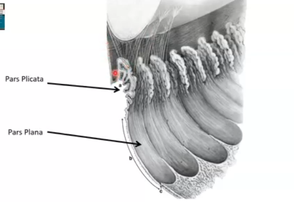 <p>pars plana is flatter </p><p>plicata are the ciliry processes that allow constricion of eye </p>