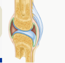 bones separated by a joint cavity and are freely movable; joints of the limbs