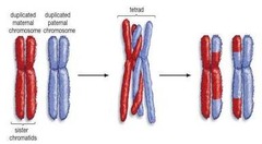 <p>the exchange of genetic material between homologous chromosomes producing recombinant chromosomes</p>