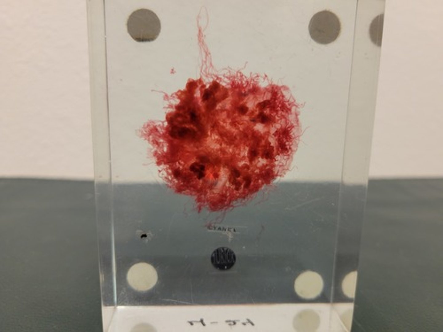 <p>Identify Taxonomy</p>