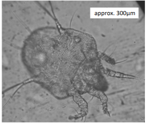 <p>chorioptes bovis is thought to be the only species of chorioptes </p><p>these are host adapted strains </p><ul><li><p>chorioptic mange results from chewing activity </p></li><li><p>mouthparts are round and not designed to actually pierce skin</p></li><li><p>feeds on scales and debris </p></li><li><p>winter disease, affects lower limbs </p></li></ul><p></p>
