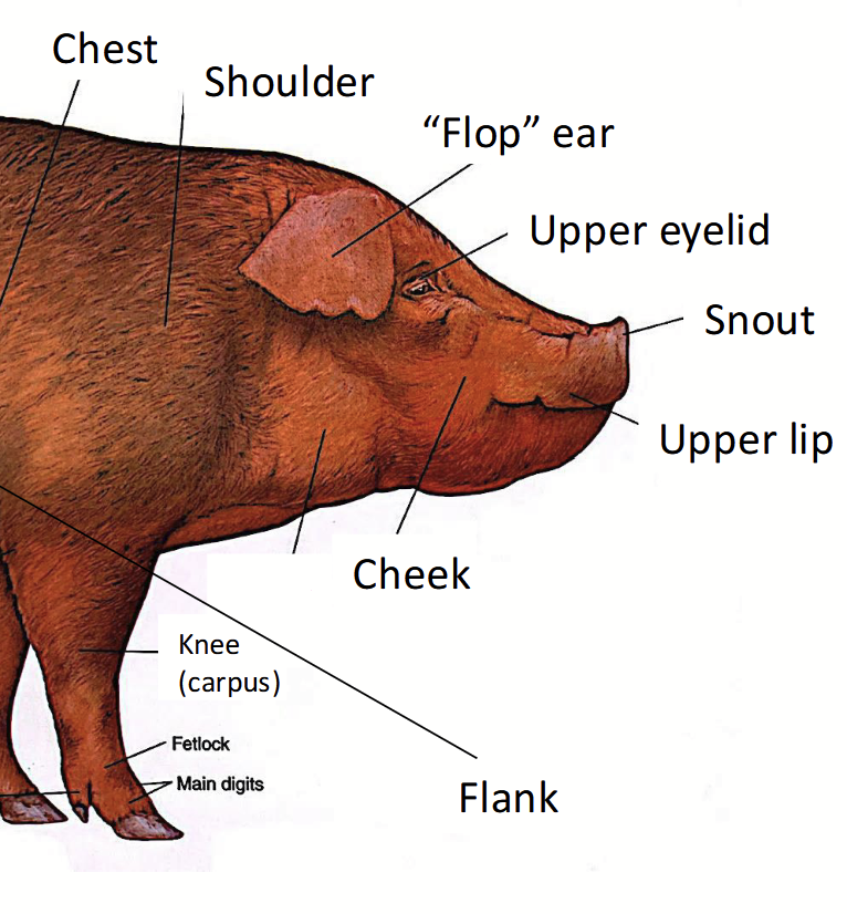 <p>In pigs, consists of a <u>flabby, lateroventral part of the neck</u>. Can be used to make a type of bacon.</p>