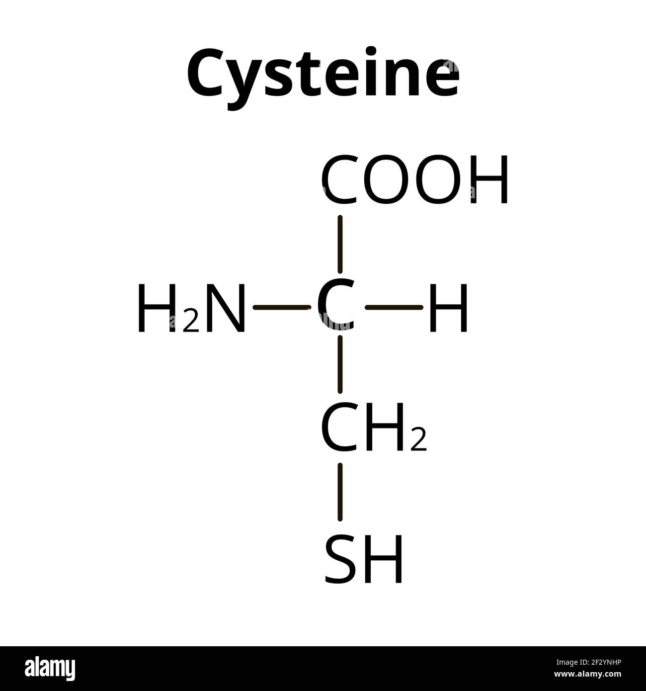 <p>why is cysteine (Cys) important?</p>