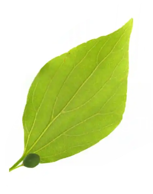 <p>What leaf tip is this?</p>