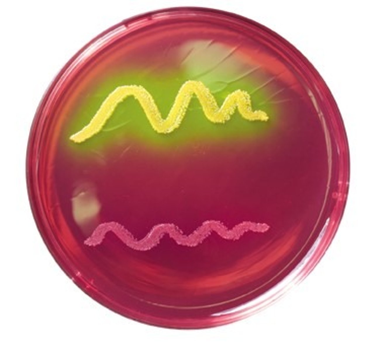 <p>What does the Mannitol Salt Agar (MSA) select for?</p>