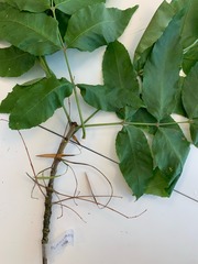 Fraxinus pennsylvanica