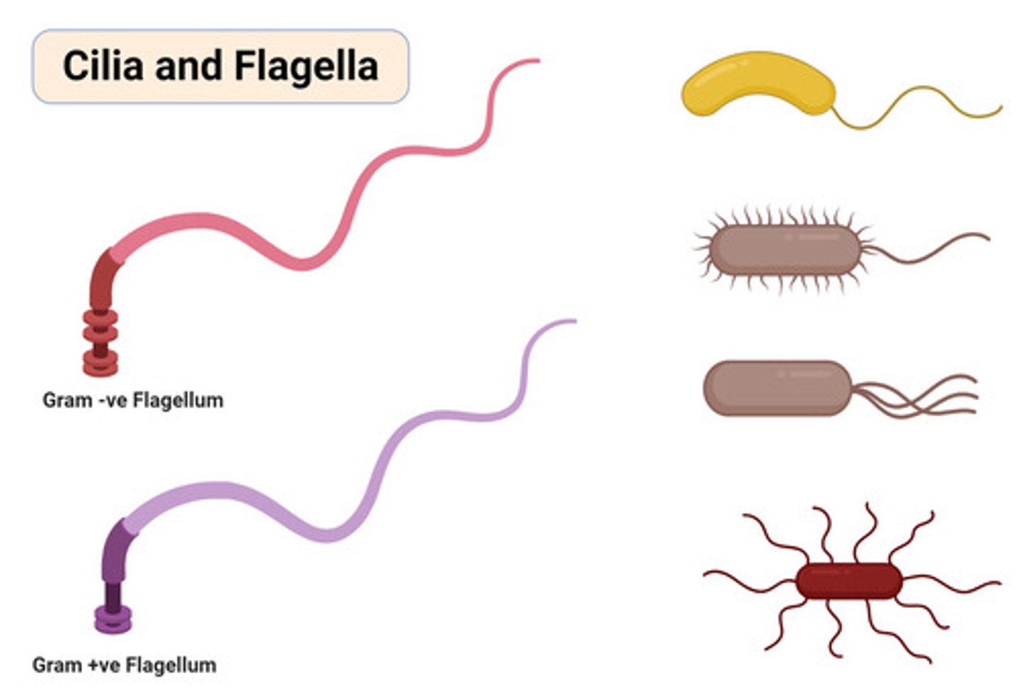 <p>cillia are short ans numerous projections that look like hair, like small legs on a centipede, flagella are longer and less numerous then cilla, they move with a whiplike motion. they are found in animal cells but are also prokaryotic</p>