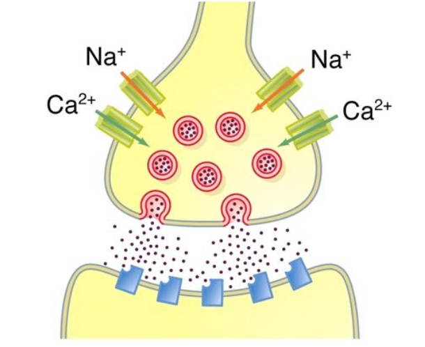 <p>Following action potential (8 points)</p>