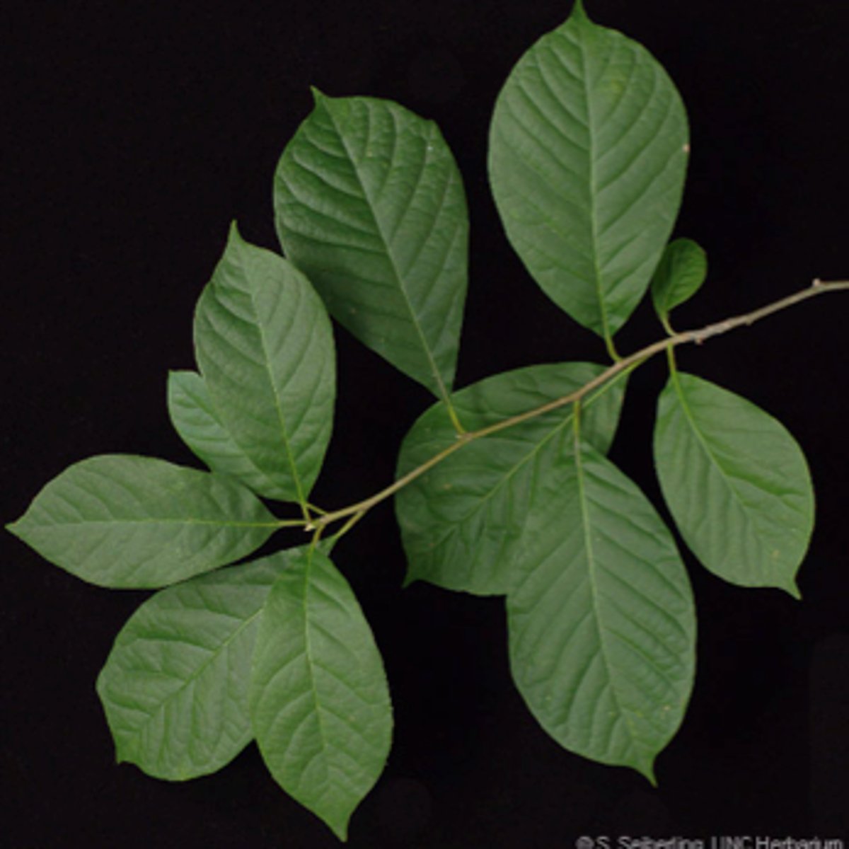 <p>Simple shiny leaves, often with branches at right angles; dark blue fruits; campus, Jamesburg.</p>