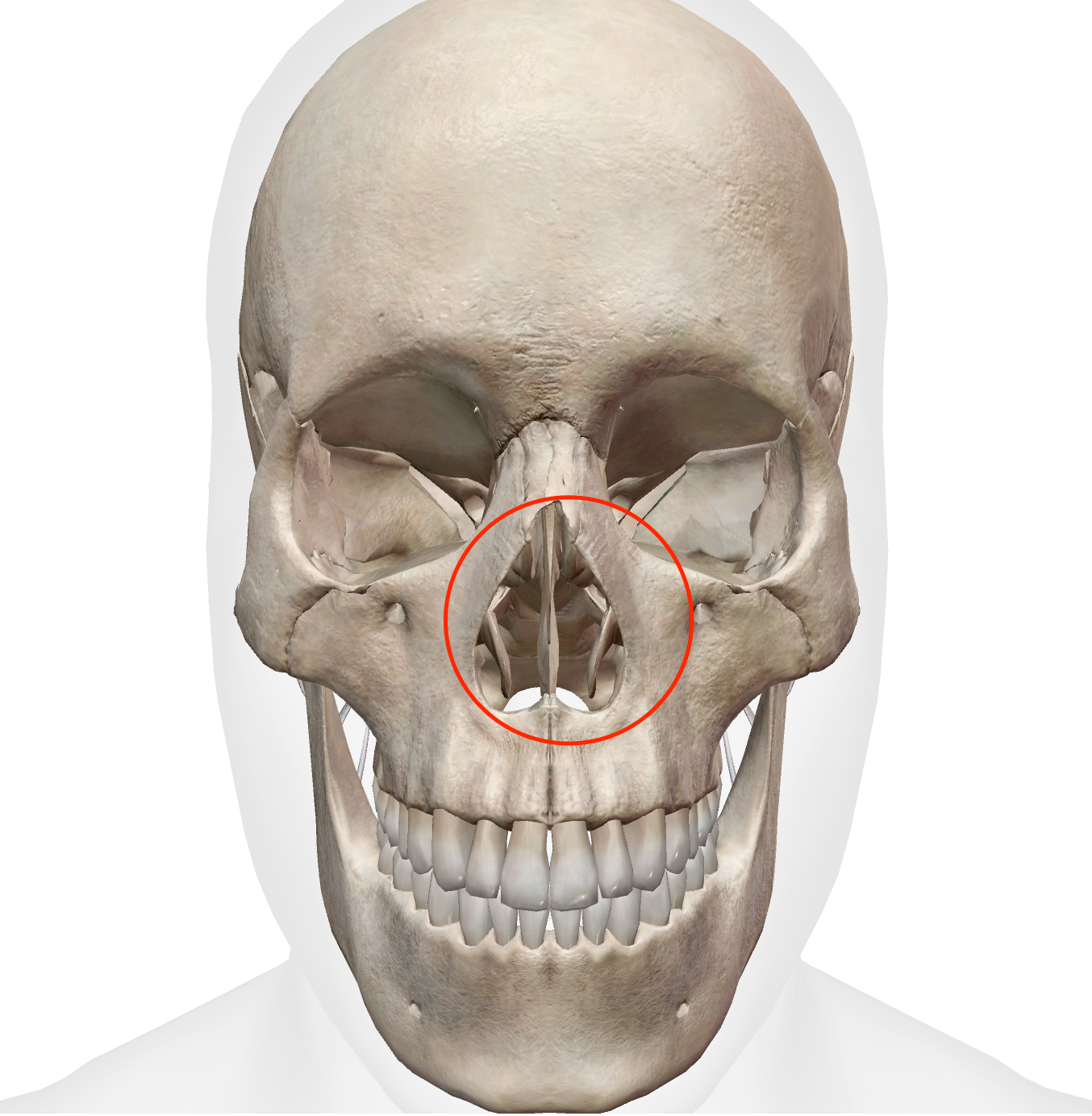 <p>giant hole where the tip of the nose would be</p><p>made of nasal bones and maxilla </p>