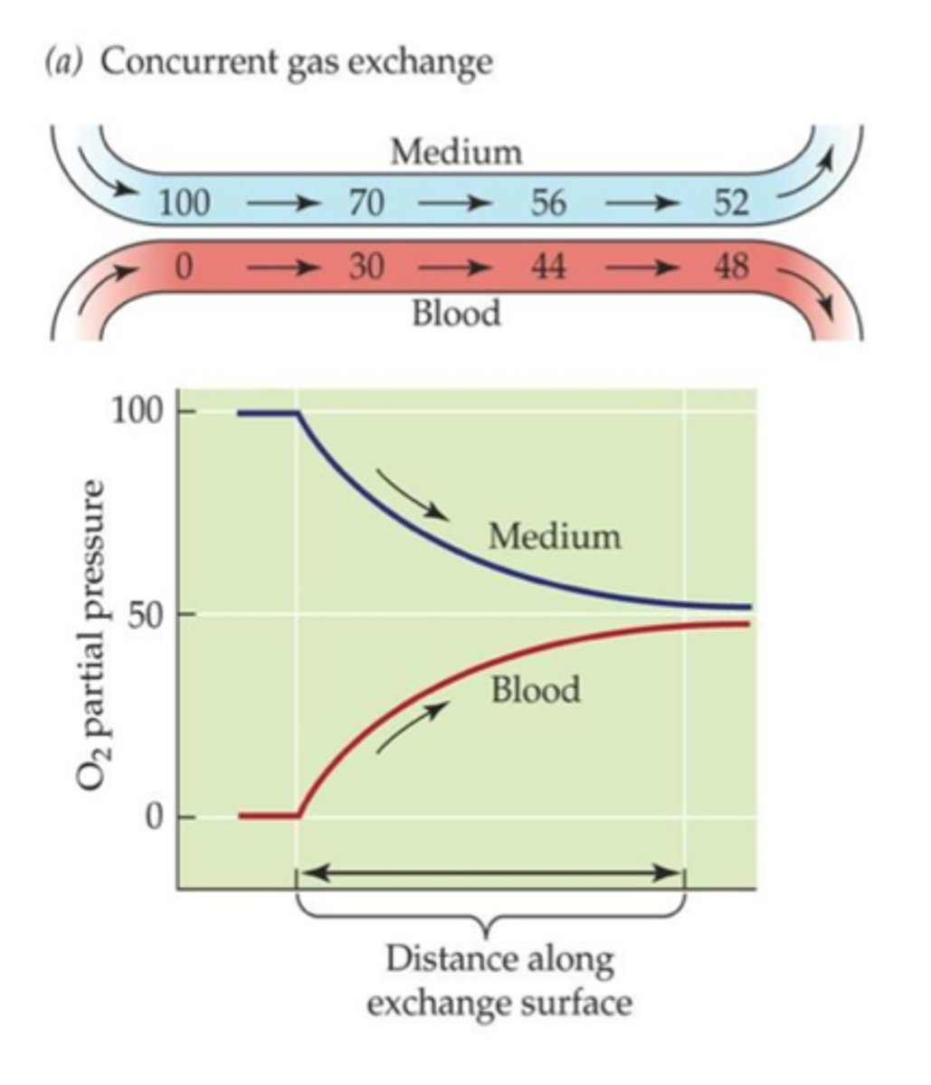 <p>Blood moves in the gill capillaries and they move their gills so that the water comes in over the gills and goes in the same direction as the blood</p><p>-Capillaries in the gills</p><p>-Animal only able to extract 50% of the oxygen from the water</p><p>-Gas exchange occurs until they reach equilibrium at the capillary bed</p><p>-Disadvantage for animals in water</p><p>-If you do not need much oxygen, this one is okay</p>