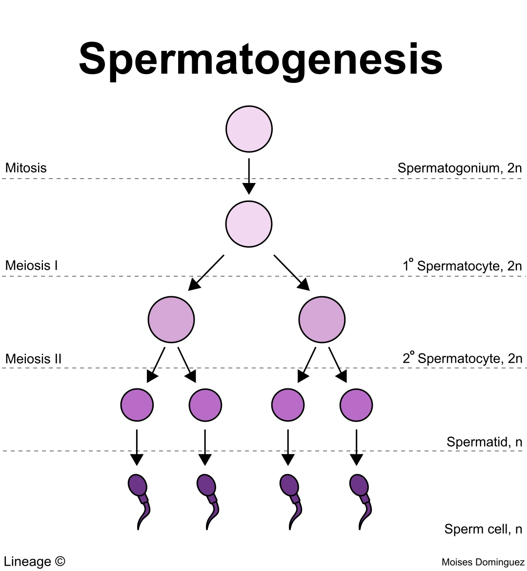 <p>1 spermatogonium produces 4 sperms&nbsp;</p>