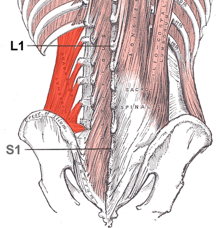<p>Quadratus Lumborum </p>