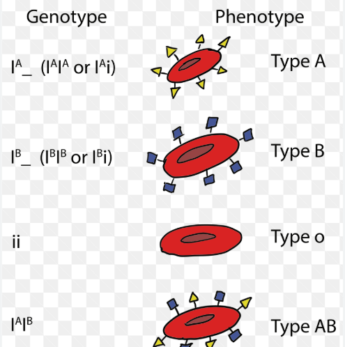 <p>genes that exist in forms with more than 2 alleles</p><p>ex. human blood groups </p><p>-alleles are I^A,I^B,i</p>