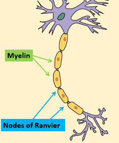 <ul><li><p>Yellow areas: Schwann cells, production of myelin sheaths</p></li><li><p>Purple areas: ‘naked’ axon - nodes of Ranvier</p></li><li><p>Ions can only cross the membrane at nodes of Ranvier</p></li><li><p>No ion leakage outside of nodes of Ranvier, so influence of AP spreads quicker in myelinated axons</p></li></ul><p></p>