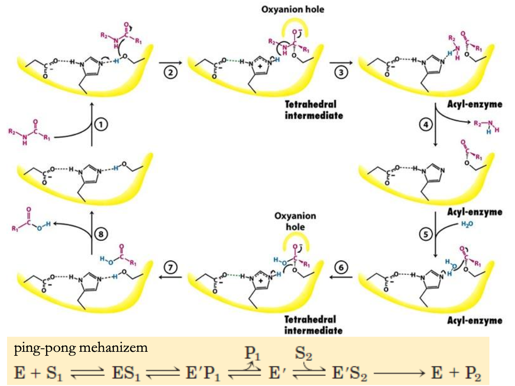 <p>primer: hidrolaza - kimotripsin → ping-pong mehanizem</p><ul><li><p>vidimo vse oblike mehanizmov: približanje &amp; orientacija, kislinsko-bazna kat., kovalentna kat., elektrostatska kat.</p><ol><li><p>približanje &amp; orientacija - AK radikali v AM (aktivno mesto) na isti molekuli (zmanjšanje S); kovalentna - nukleofilni Ser napade karbonilni C v peptidni vezi</p></li><li><p>elektrostatska - karbonilni O v oksianionski luknji stabiliziran s H-vezmi (ni prikazano)</p></li><li><p>kislinsko-bazna - His kot šibka kis., protonira N v peptidni vezi</p></li><li><p>P1 zapusti AM</p></li><li><p>vstop vode kot substrat 2</p></li><li><p>kovalentna - His aktivira vodo, nastane OH<sup>-</sup>, S<sub>N</sub> OH<sup>-</sup> s Ser na karbonilnem C; elektrostatska - karbonilni O v oksianionski luknji satabiliziran s H-vezmi (ni prikazano)</p></li><li><p>P2 zapusti AM</p></li><li><p>AM oz. E iz reakcije izstopi nespremenjen</p></li></ol></li></ul><p></p>