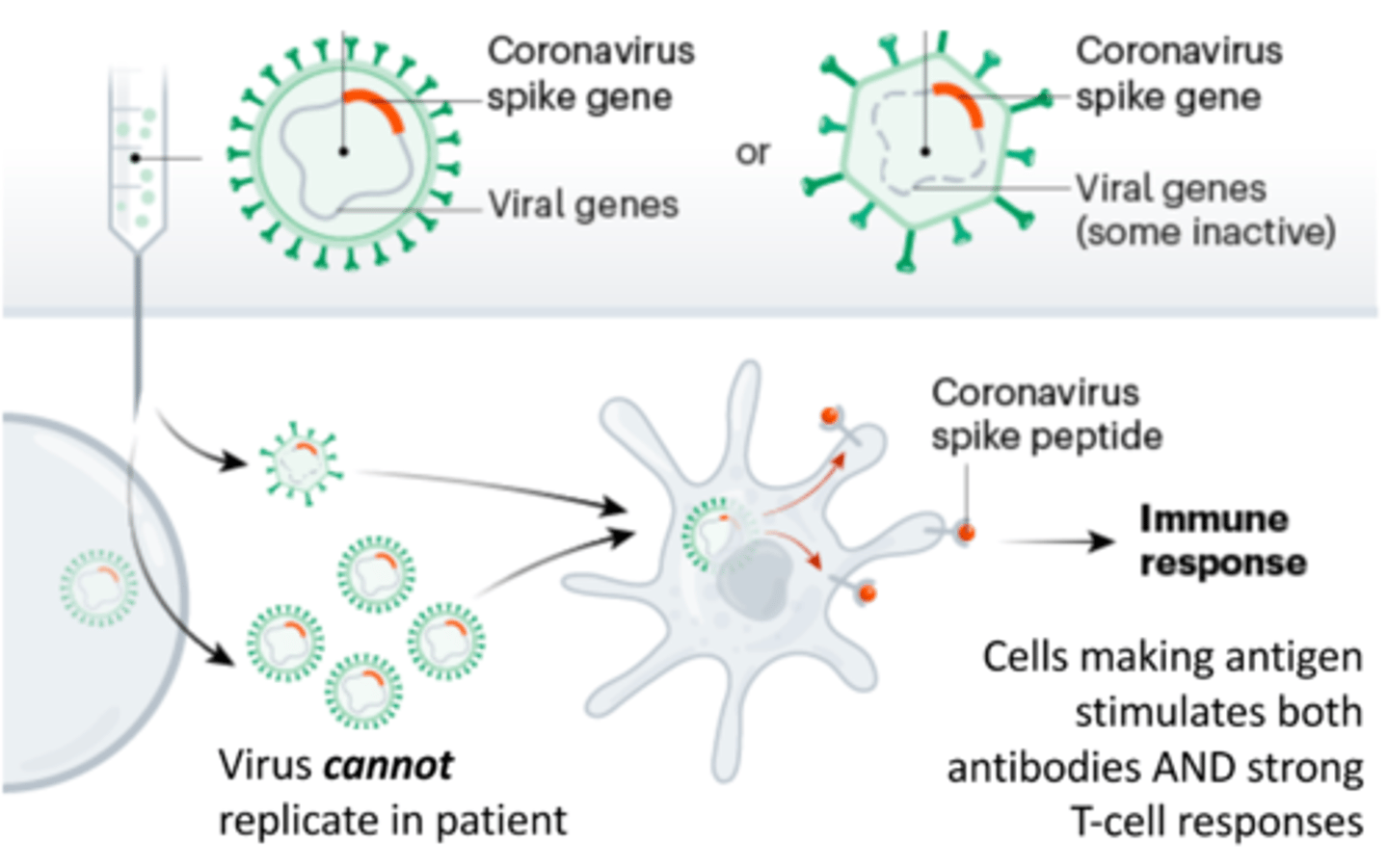 <p>Put SARS-CoV-2 spike protein gene into crippled adenovirus genome</p>