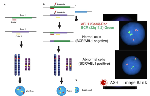 <p>-2 main techniques</p><p>-fusion probes: probes bind to regions involved in translocation; if translocation has occurred, probes will hybridize close together, producing a fused signal (yellow)</p><p>-break-apart probes: probes bind to regions flanking the translocation breakpoint; in presence of a translocation, signals will appear separated (distinct red and green)</p>