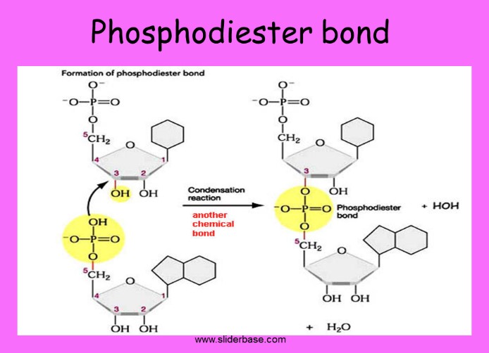 <p>The phosphate residue attaches to the hydroxyl group of the 5’ carbon of one sugar and the hydroxyl group of the 3’ carbon of the sugar of the next nucleotide.</p>