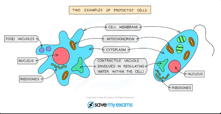 <p>Main features of Protoctists:</p><ul><li><p>They are <strong>very diverse</strong> and dont really <strong>belong</strong> in any of the other eukaryotic kingdoms(animals, plants, and fungi)</p></li><li><p>They are <strong>mainly single-celled</strong>, but some can form together into <strong>larger forms</strong></p></li><li><p><strong>They contain a nucleus</strong></p></li><li><p>Some have features making them <strong>more like animal cells</strong>(e.g, Chlorella)</p></li><li><p>This means <strong>some protoctists can photosynthesise </strong>and some <strong>feed on other substances</strong></p></li></ul><p></p>