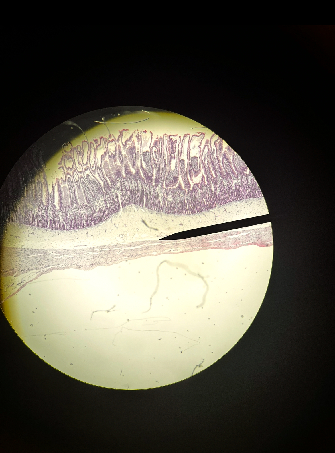 <p><span>Name the organ.</span></p><p><span>Name area above the pointer.</span></p><p><span>Name the tissue below the pointer.</span></p>