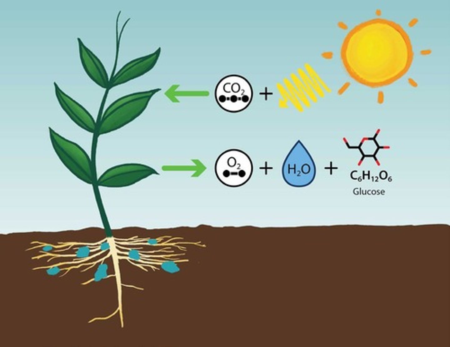 <p>6 CO2 + 6 H2O + Light → C6H12O6 + 6 O2.</p>