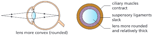 <ul><li><p>The ciliary muscles contract</p></li><li><p>The suspensory ligaments loosen</p></li><li><p>The lens is then thicker and refracts light rays strongly</p></li></ul><p></p>