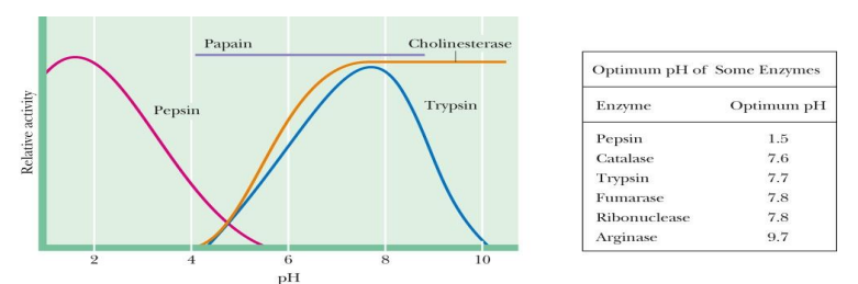 <ul><li><p><span>Enzyme- substrate recognition and catalysis are <strong>greatly dependent on pH</strong></span></p></li><li><p><span>Enzymes are usually <strong>active only over a limited range of pH</strong></span></p></li><li><p><span>The effects of pH may be due to effects on Km or Vmax or both</span></p></li></ul><p></p>