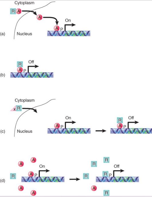 <p>a) sequestering an activator in the cytoplasm (keep activator from entering the nucleus)</p><p>b) by binding an activator and masking its activation domain<br>(c) by being held in the cytoplasm until it is needed<br>(d) by competing with an activator for a binding site</p>