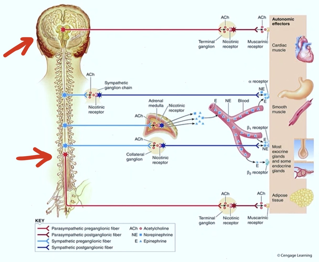 <p>Review:</p><p>The <strong>preganglionic neuron</strong> is <strong>cholinergic</strong> → <strong>releases</strong> <strong>acetylcholine</strong></p><p>So that means the<strong> cell bodies and dendrites of the POSTganglionic cell must have</strong></p>