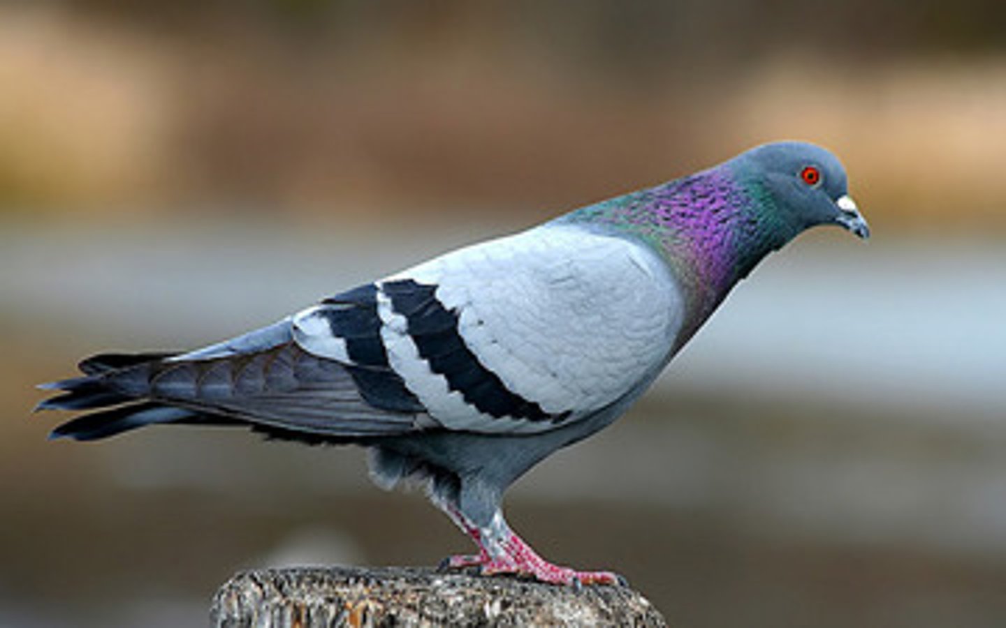 <p>pigeons and doves</p>