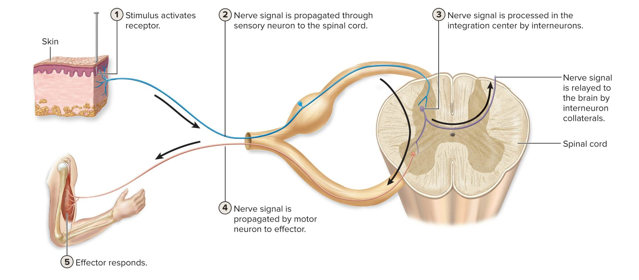 <ol><li><p>stimulus activates receptor</p></li><li><p>Nerve signal is propagated through sensory neuron to the spinal cord</p></li><li><p>Nerve signal is processed in the integration center by interneurons</p></li><li><p>Nerve signal is propagated by motor neuron to effector</p></li><li><p>Effector responds</p></li></ol>