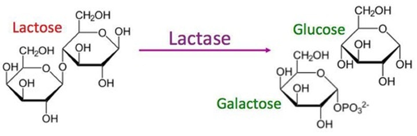 <p>an enzyme used to help break down lactose in dairy products.</p>
