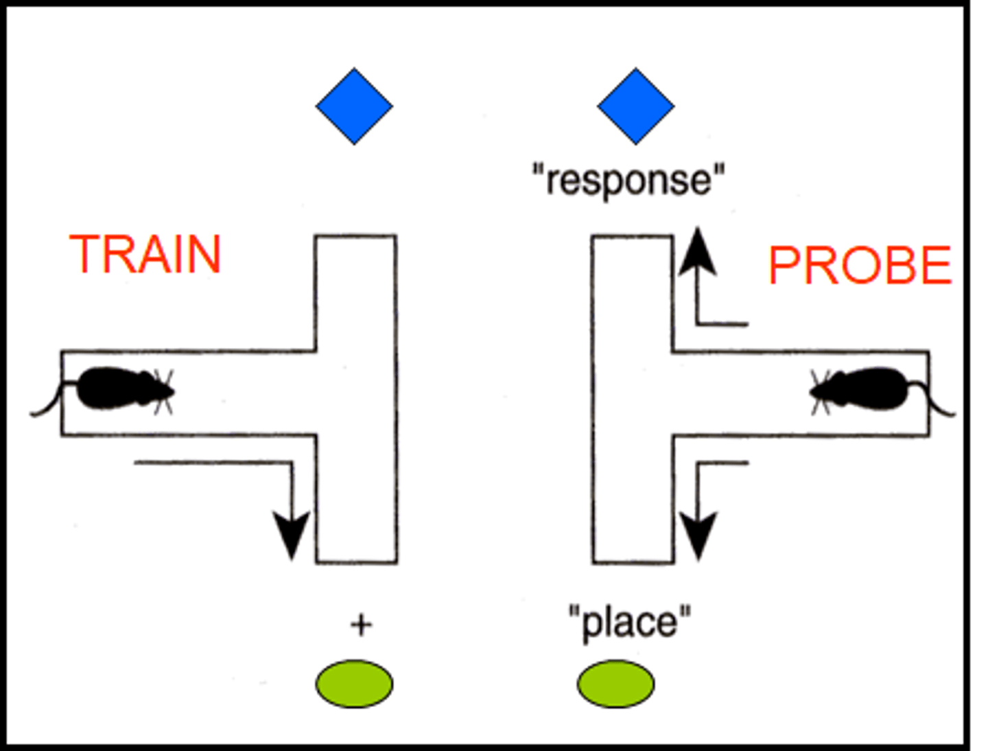 <p>to investigate turning behaviour in response to different environmental conditions</p>