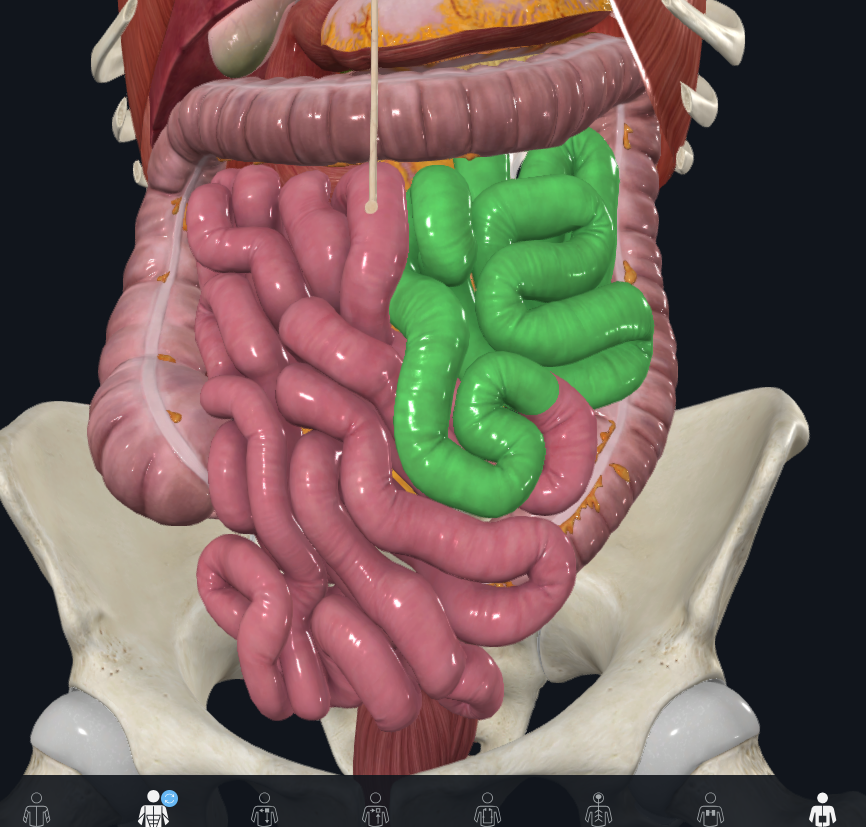 <p>Whast is hiighlighted in green</p>