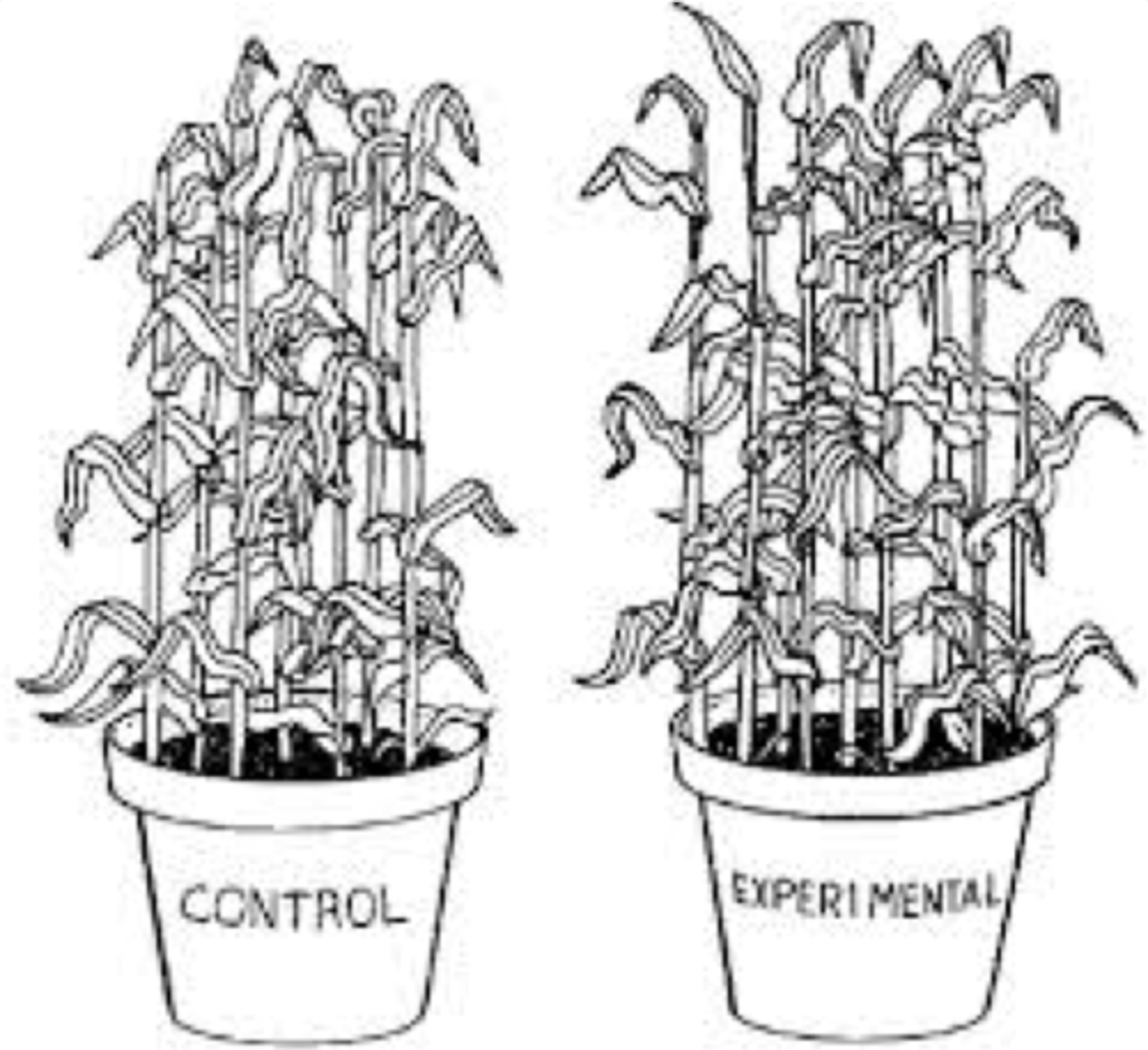 <p>A group in an experiment whose levels on the independent variable differ from those of the treatment group in some intended and meaningful way; also called comparison condition</p>