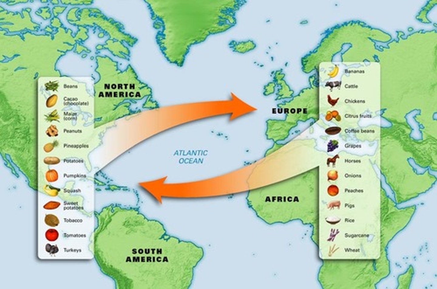 <p>This term describes the reciprocal importation and exportation of plants and animals between Europe and the New World. For example, Europe imported potatoes, chocolate, corn, tomatoes and tobacco from the New World while the New World gained horses, cattle and wheat.</p>