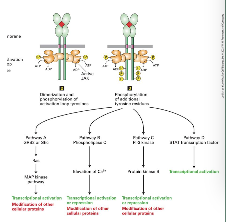 <p>Example of cytokine receptor signaling </p><ul><li><p>Cytokine receptors do not have kinase domains but are non-covalently associated with members of a tyrosine kinase family JAKs (Janus Kinase) </p></li><li><p>require ligand induced dimerization </p></li><li><p>JAKs then phosphorylate receptor tyrosines generating docking sites for SH2 domain containing adapter proteins </p></li><li><p>Like RTKs this allows for multiple pathways to be simultaneously activated </p></li><li><p>all JAKs activate <strong>STAT </strong>proteins</p></li><li><p>when STATs bind phosphotyrosine of activated receptor they are phosphorylated by the JAKs</p></li><li><p>Phosphorylated STATs dissociate from receptor, homodimerize which exposes their nuclear localization signal, promoting entry into nucleus and gene activation</p></li></ul><p></p>