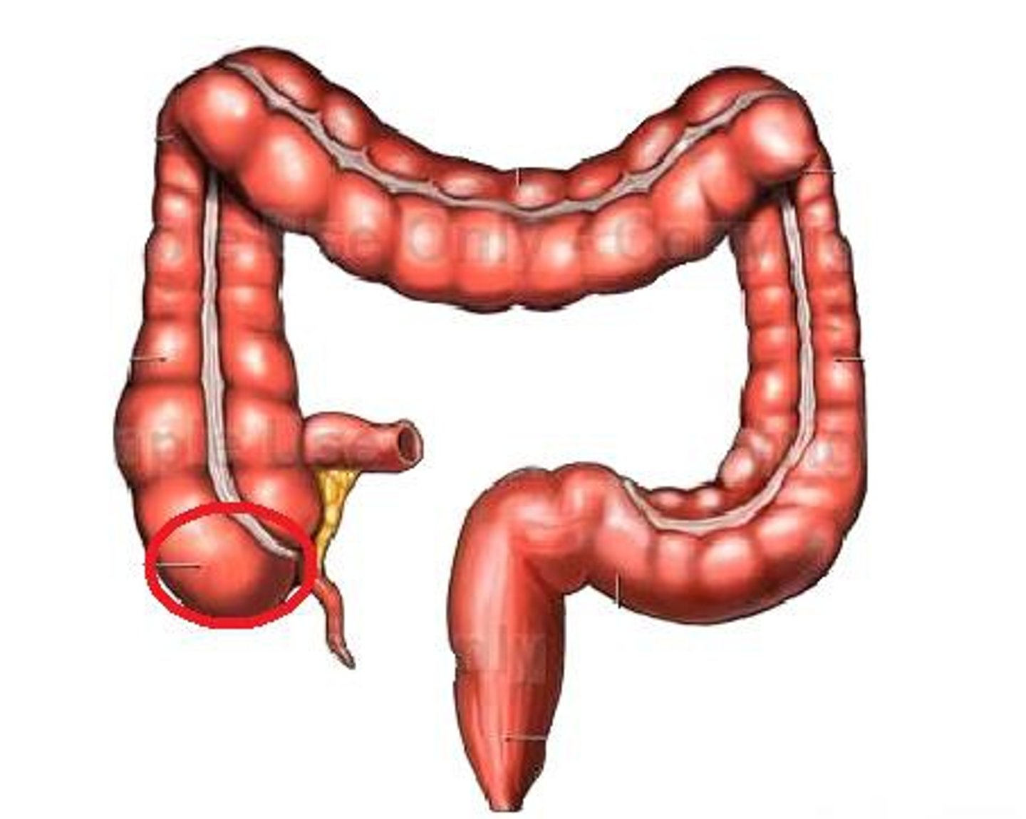 <p>first part, below the ileocecal valve (includes the appendix)</p>